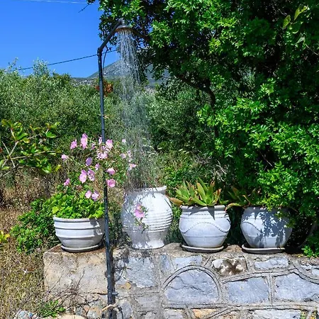 κοχύλι Διαμέρισμα