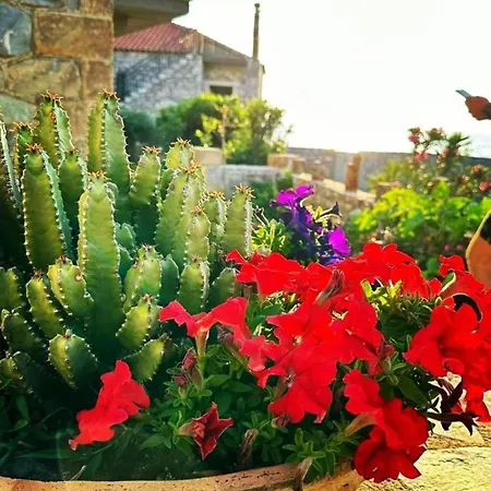 κοχύλι * Kotronion (West Mani)