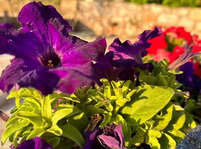 κοχύλι Lejlighed