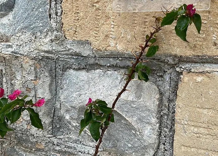 κοχύλι Kotronion (West Mani)